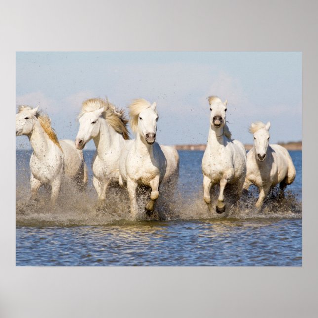 Camargue Horses Poster (Front)