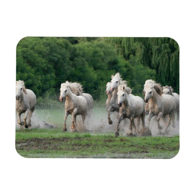 Camargue Horses Running in Water Magnet (Horizontal)