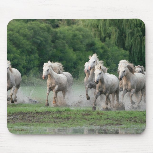 Camargue Horses Running in Water Mouse Pad (Front)