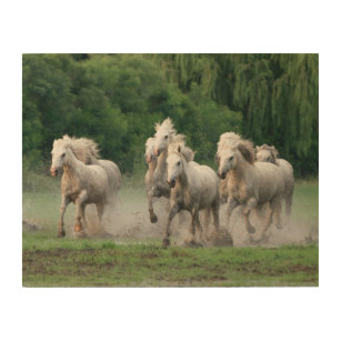 Camargue Horses Running in Water Wood Wall Art