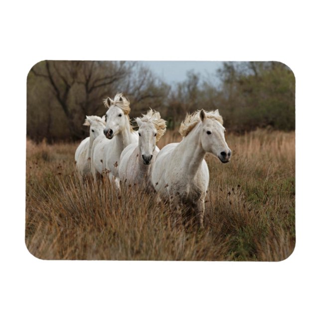 Camargue Horses Running Magnet (Horizontal)