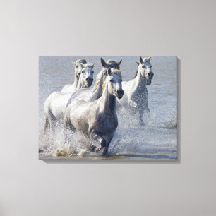Camargue horses running on marshland to cross canvas print