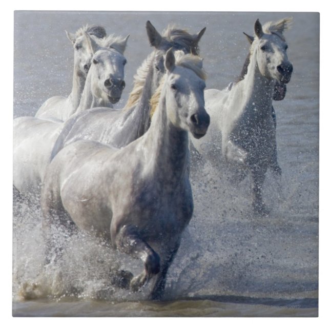 Camargue horses running on marshland to cross tile (Front)