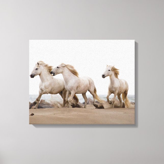 Camargue Horses Running on the Beach Canvas Print (Front)