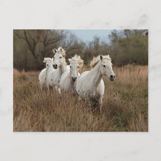 Camargue Horses Running Postcard (Front)