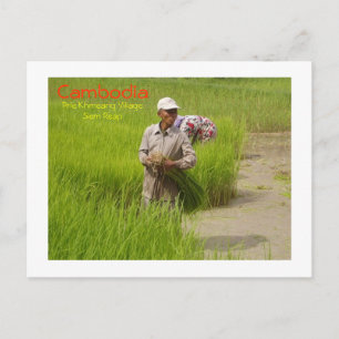 Cambodia-transplanting rice seedlings postcard