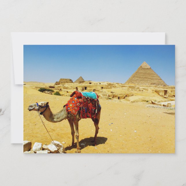 Camel (Front)