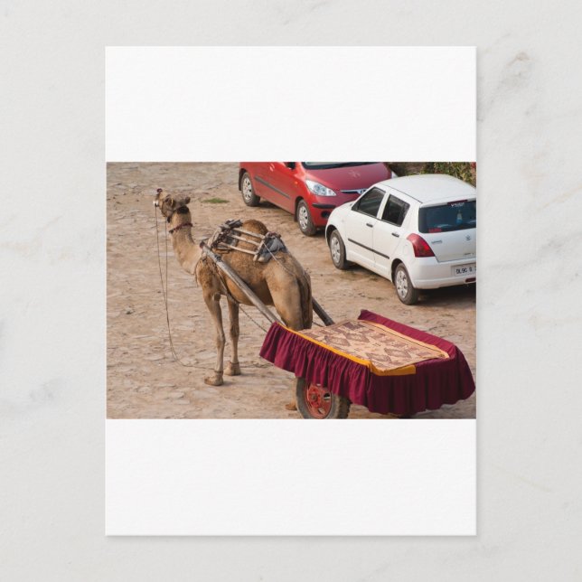 Camel and car postcard (Front)