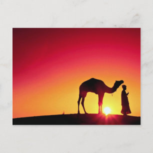 Camel and driver at sunset, India Postcard