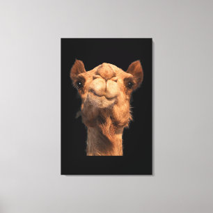 Camel Animal Face Canvas Print