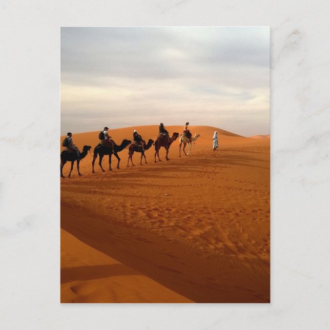 Camel caravan desert beautiful scenery postcard (Front)