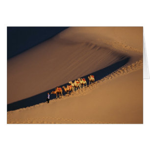 Camel caravan on the desert, Dunhuang, Gansu