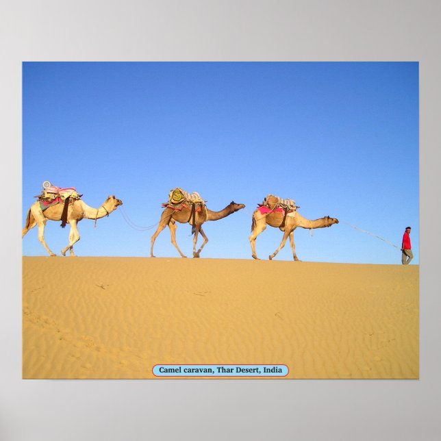 Camel caravan, Thar Desert, India Poster (Front)