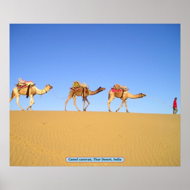 Camel caravan, Thar Desert, India Poster (Front)