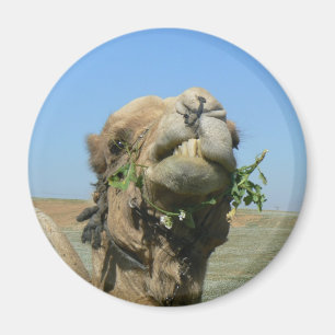 Camel chewing flowers magnet