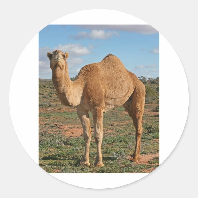 Camel Classic Round Sticker (Front)
