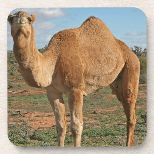 Camel Coaster