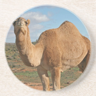 Camel Coaster