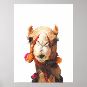 Camel desert animal portrait poster