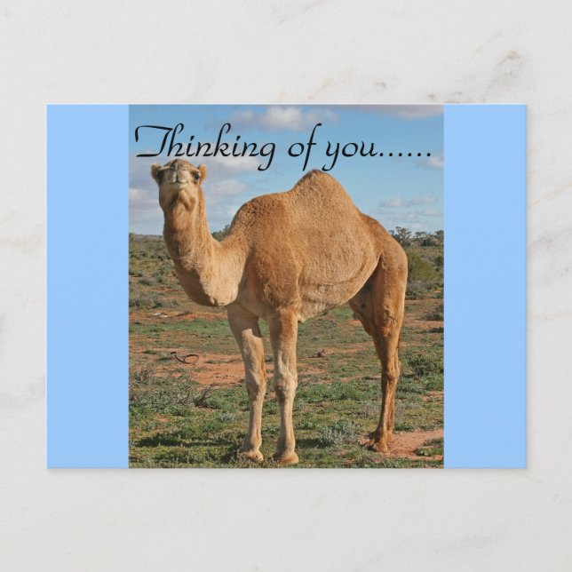 Camel Desert Destiny Zazzle Thinking of You Postcard (Front)