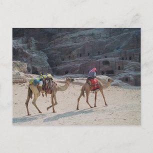 Camel Desert Middle East Peace Love Nature Destiny Postcard