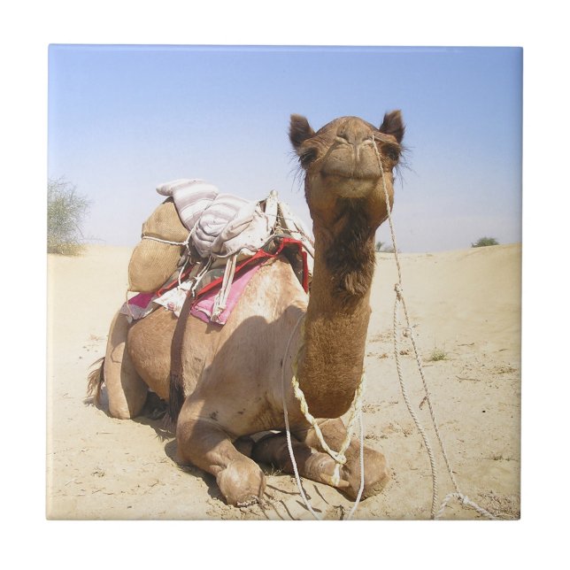 Camel Desert Middle East Peace Love Nature Destiny Tile (Front)