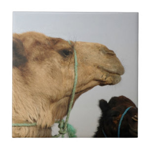 Camel Desert Middle East Peace Love Nature Destiny Tile