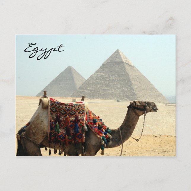 camel egypt pyramid postcard (Front)