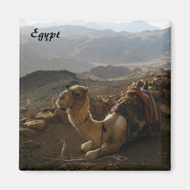 Camel en Égypte Magnet (Devant)
