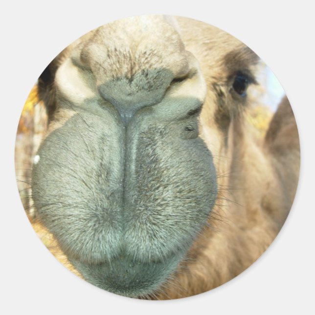 Camel Face Classic Round Sticker (Front)