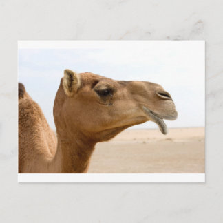Camel face postcard