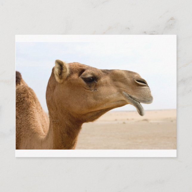 Camel face postcard (Front)
