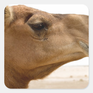 Camel face square sticker