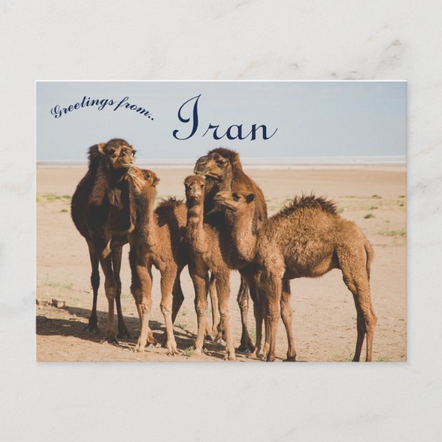 Camel Family Isfahan Province Aran o Bidgol Iran Postcard (Front)