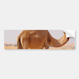 Camel for Arabs Bumper Sticker