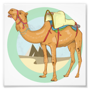 Camel Giza Pyramids Photo Print