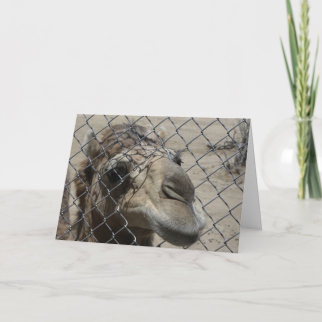 Camel Hello card (Front)