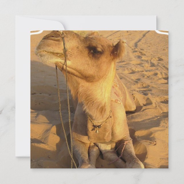 Camel in Desert Invitations (Front)