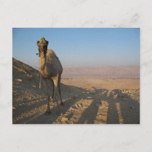 Camel in Desert Postcard
