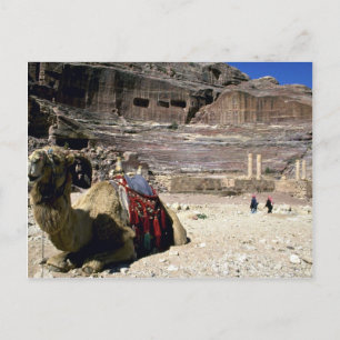 Camel in front of Roman Theatre, Jordan Postcard
