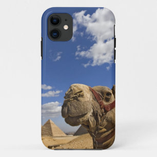 Camel in front of the pyramids of Giza, Egypt, iPhone 11 Case