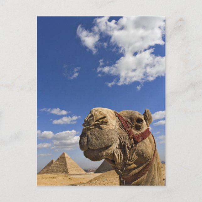 Camel in front of the pyramids of Giza, Egypt, Postcard (Front)