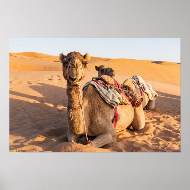 Camel in Oman desert Poster (Front)