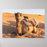 Camel in Oman desert