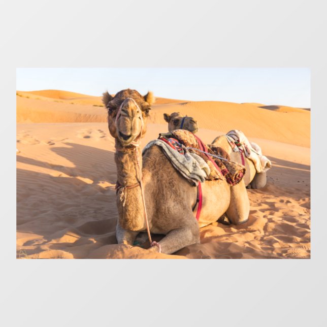 Camel in Oman desert Window Cling (Sheet)