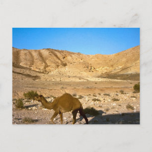 Camel in the Judean desert Postcard