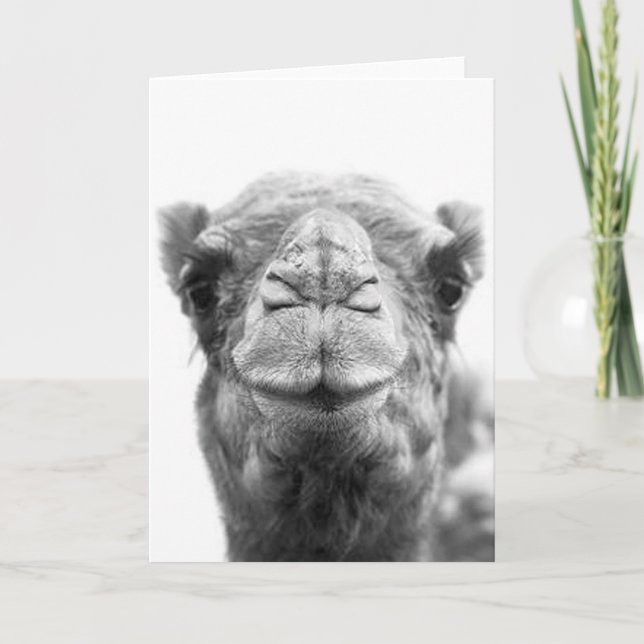 Camel Kisses Fun Closeup Photo Cartes de voeux (Devant)