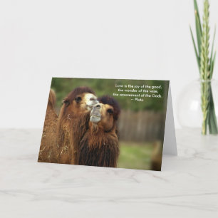 Camel Love Card - Plato Quote