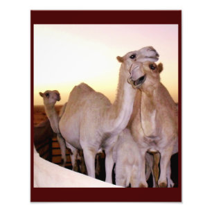 Camel Love Photo Print