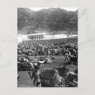 Camel Market, Aden, Yemen 1902 Postcard